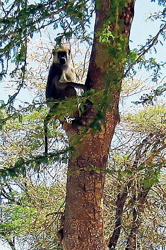 Kenia (185)
